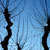 Tree in Barcelona, Spain | ©
