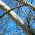 Tree in Hungary | ©
