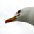 Birds following the ferry at Den Helder, the Netherlands | ©