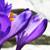 Flower Close-up near the Glacial Lake B�lea at the Fagaras Mountains, Transylvanian Alps, Romania | ©